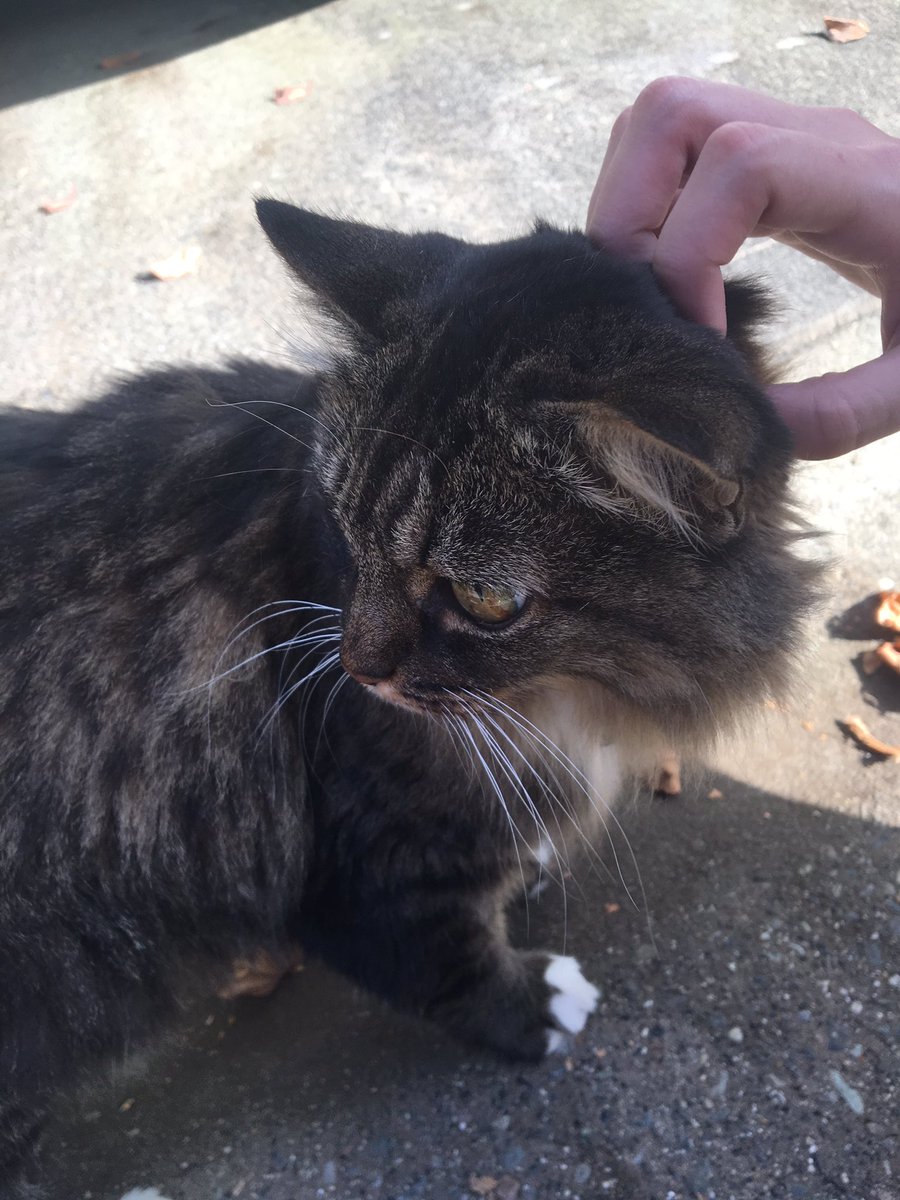 i will start w the queen, the icon herself, this is mocha she talks a lot and loves to say hello when i see her. she likes to roll in dirt and on the road. what would i do without her