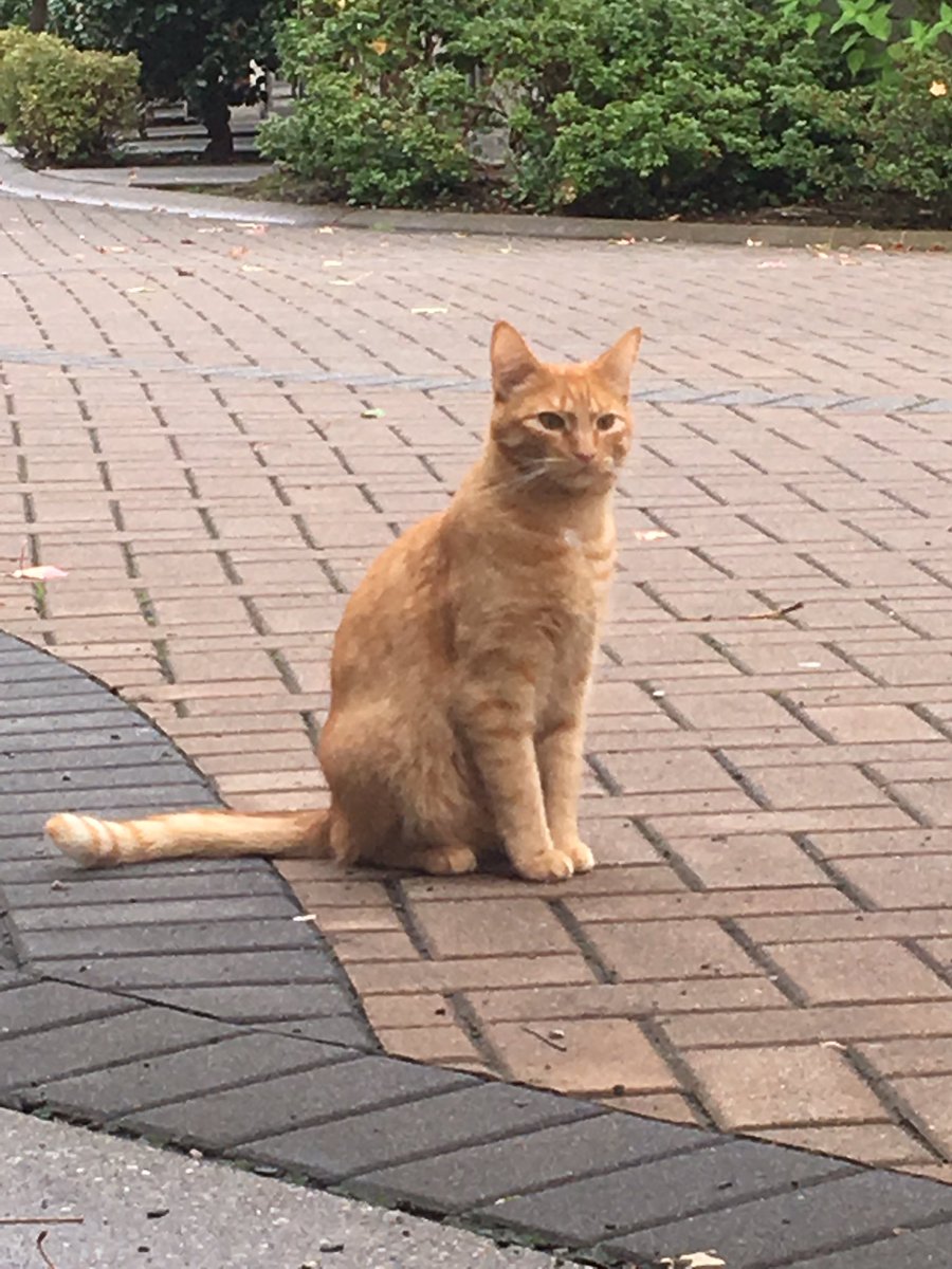 orange kitty!!!!! sits w the grey kitty a lot bc i think they live together and is very jumpy but very cute. i love the cryptid shot