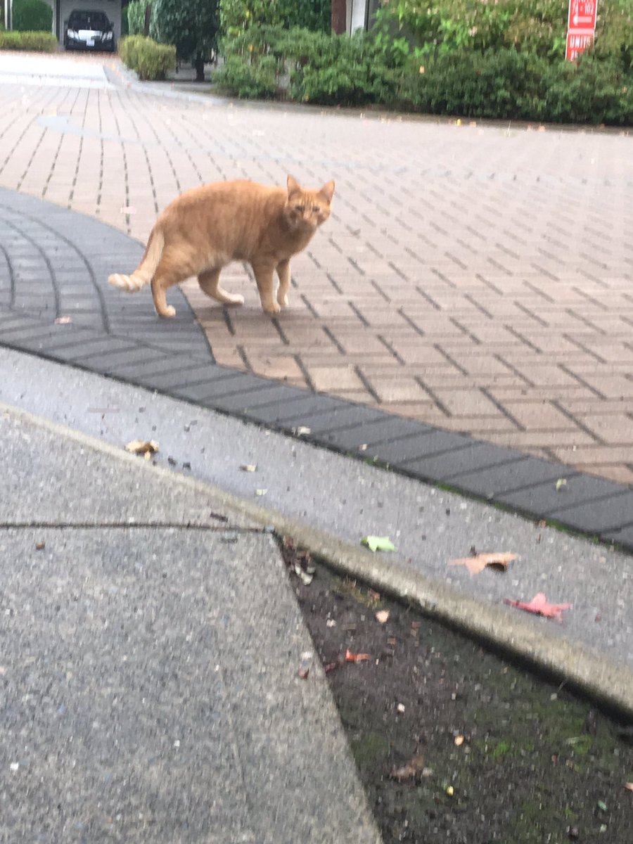 orange kitty!!!!! sits w the grey kitty a lot bc i think they live together and is very jumpy but very cute. i love the cryptid shot