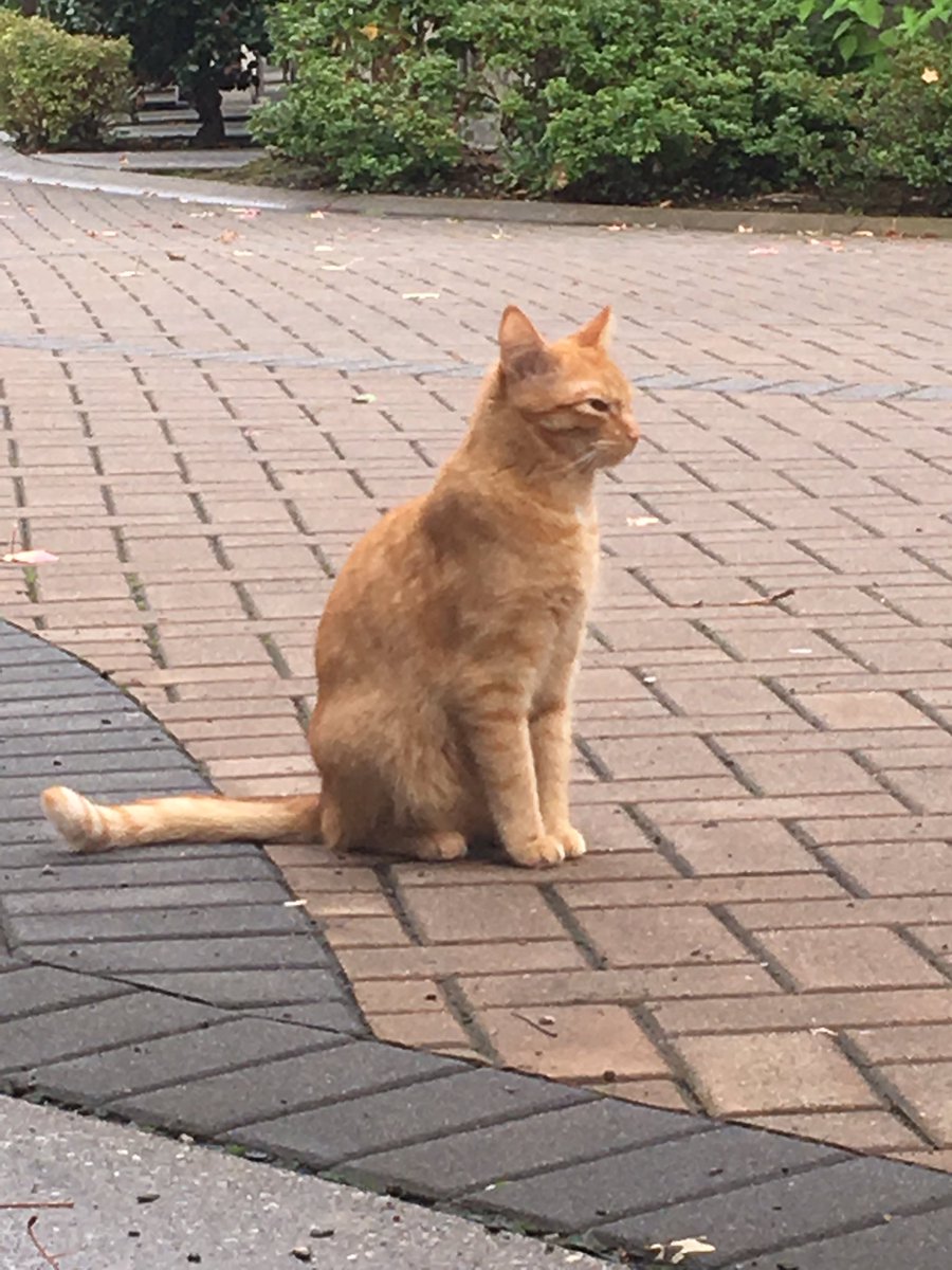 orange kitty!!!!! sits w the grey kitty a lot bc i think they live together and is very jumpy but very cute. i love the cryptid shot