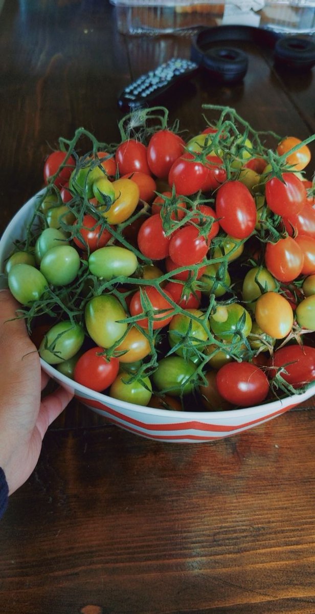 nanalorr's tweet photo. Free grape/cherry tomatoes come get sum I have 2 many :> https://t.co/C5gZDK4Vzy