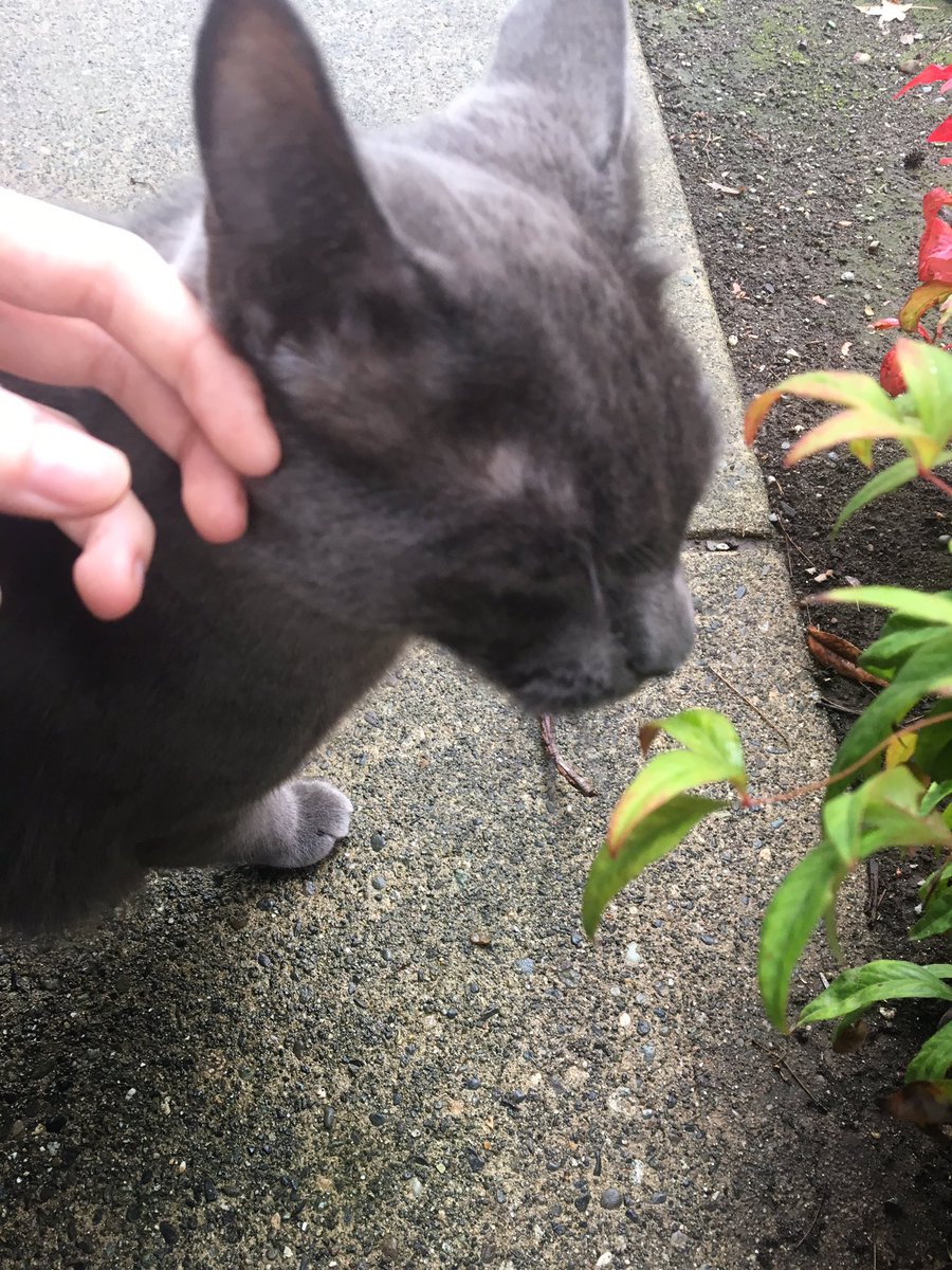 this is the grey kitty that lives near me and ,, so pretty ,, so soft ,,, i love vvv much