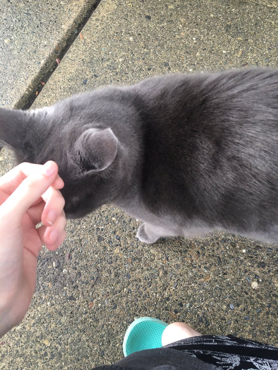 this is the grey kitty that lives near me and ,, so pretty ,, so soft ,,, i love vvv much