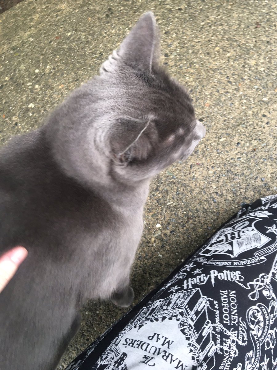 this is the grey kitty that lives near me and ,, so pretty ,, so soft ,,, i love vvv much