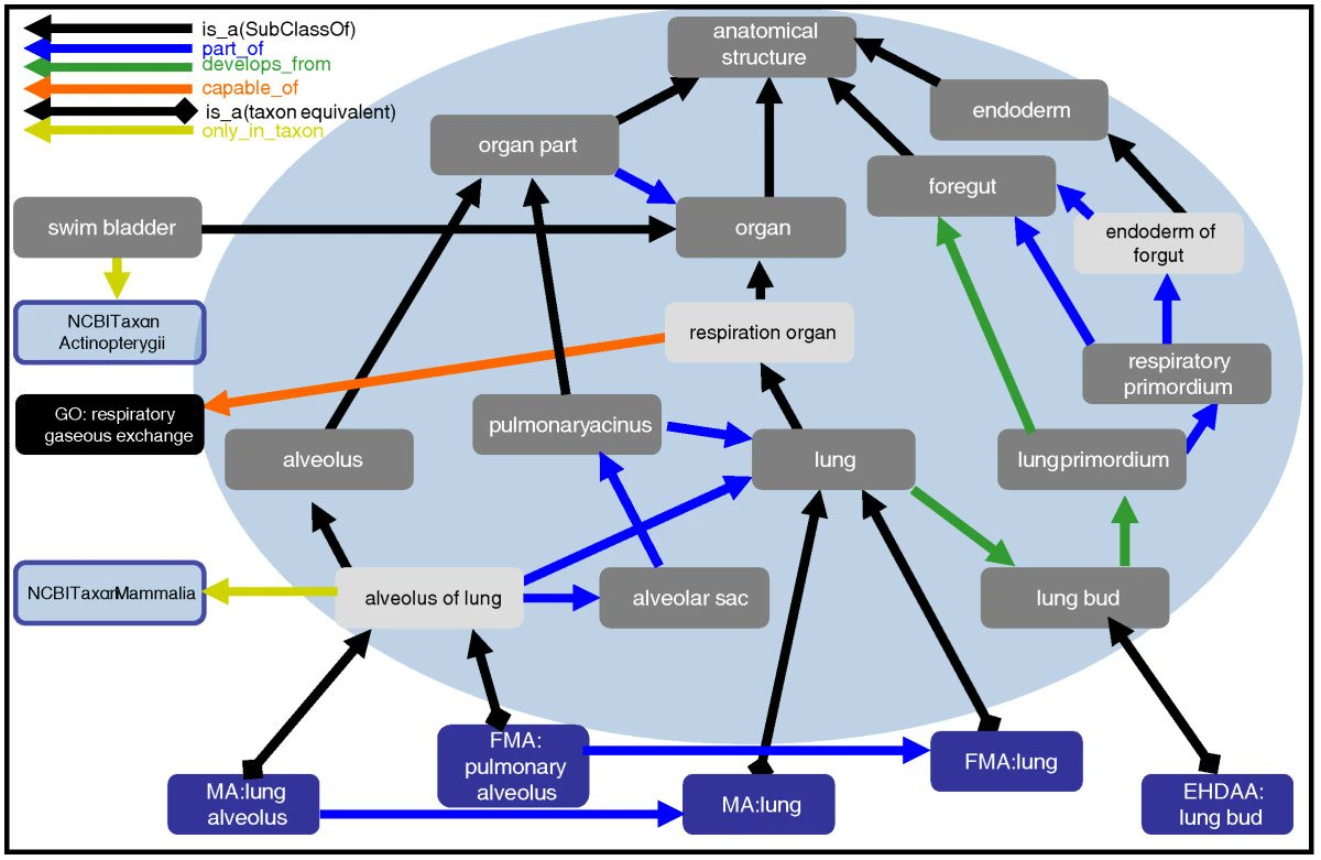 There are many graph embedding algorithms, not all of them  suitable for ontologies/KGs. Treating an ontology as a homogeneous graph omits information encoded in edge labels. Additionally, different edge labels have logical properties/rules (e.g. in uberon anatomy KG). 3/n