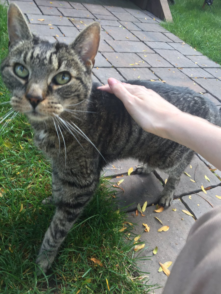 i met this cat today on my walk and oh my god ,,,,,,, the cutest meows ever,,,,, i love very much