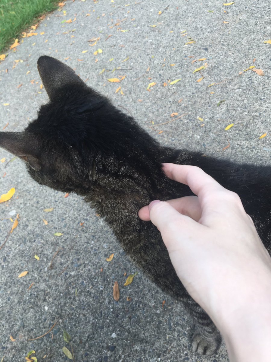 i met this cat today on my walk and oh my god ,,,,,,, the cutest meows ever,,,,, i love very much