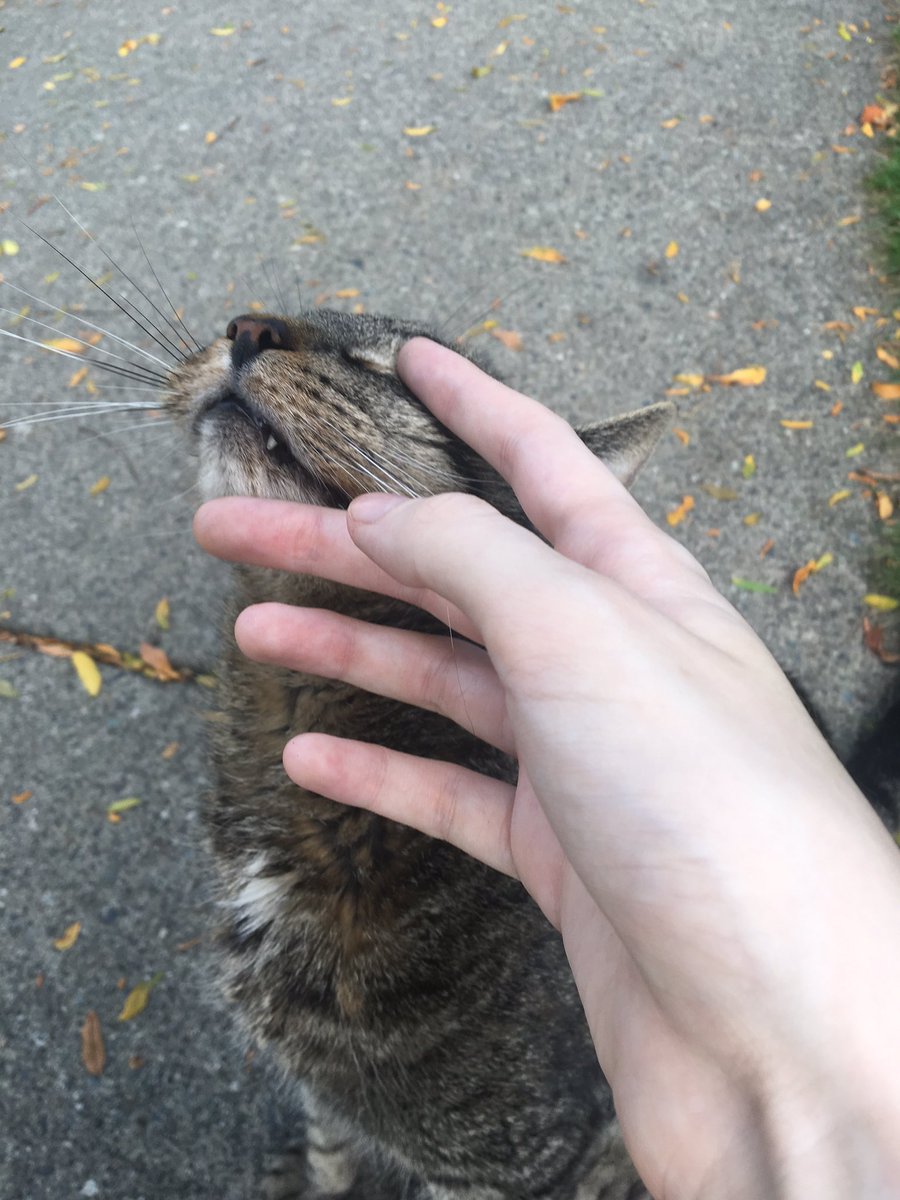 i met this cat today on my walk and oh my god ,,,,,,, the cutest meows ever,,,,, i love very much