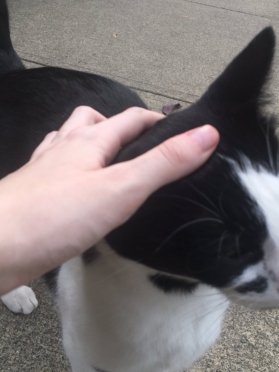 ive pet this cat a lot bc i would pass the where it lives after school walking home. have pet for a while hour once ! we r friends