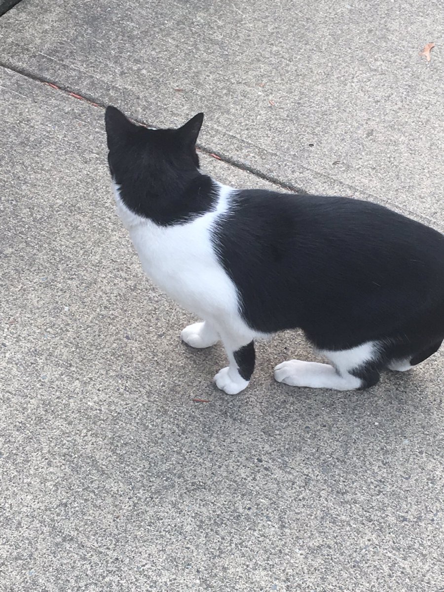 ive pet this cat a lot bc i would pass the where it lives after school walking home. have pet for a while hour once ! we r friends