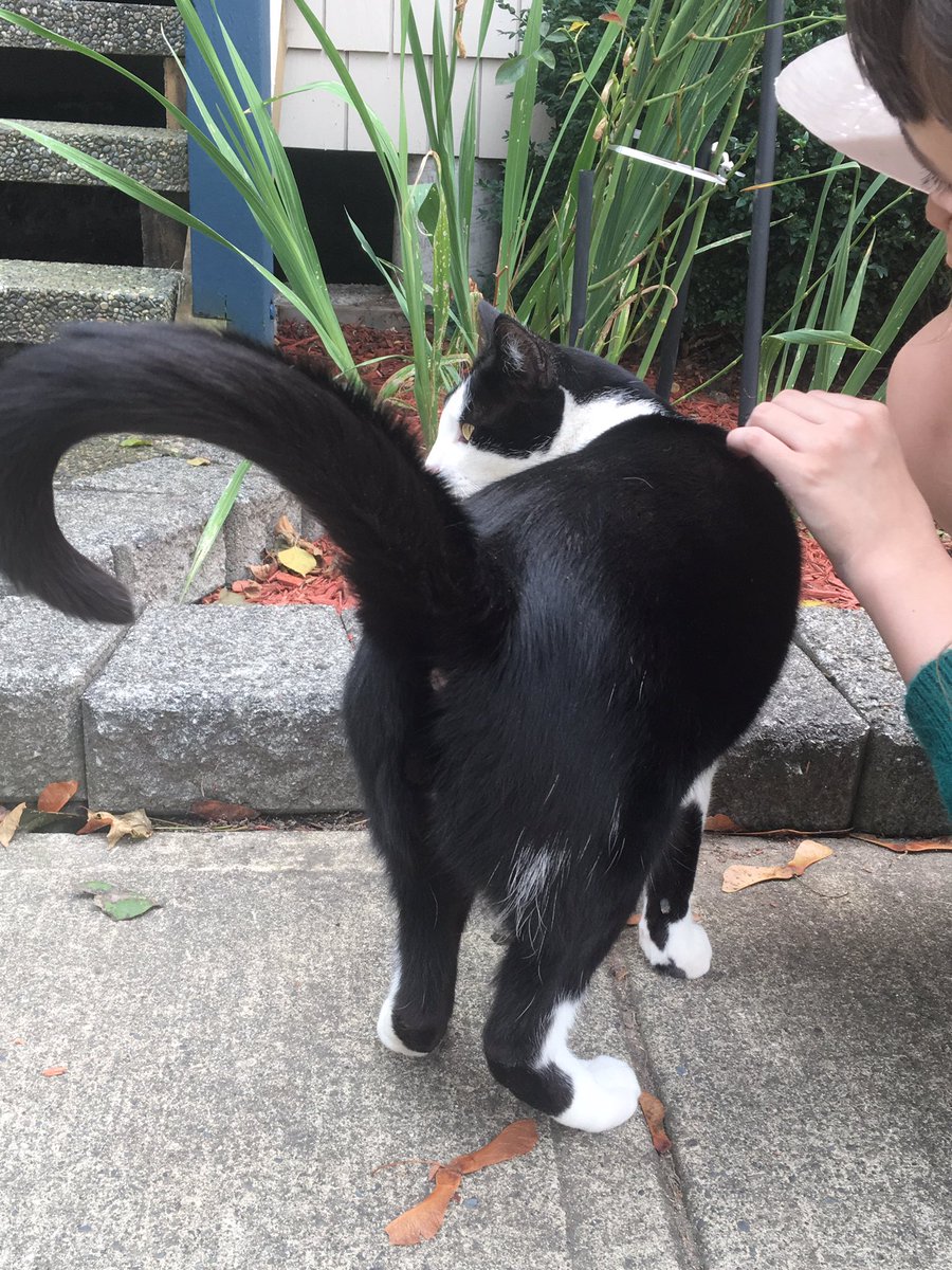 ive pet this cat a lot bc i would pass the where it lives after school walking home. have pet for a while hour once ! we r friends