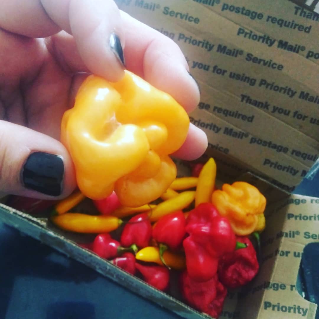 ForPeppers's tweet image. Got a mail call today from Bear at #FEELTHERUSH 
I will be reviewing these very soon so stay tuned to Peppers For Christ and thanks everyone for the continued support and Godbless!!! -Kiki
#PEPPERSFORCHRIST
#PODREVIEW