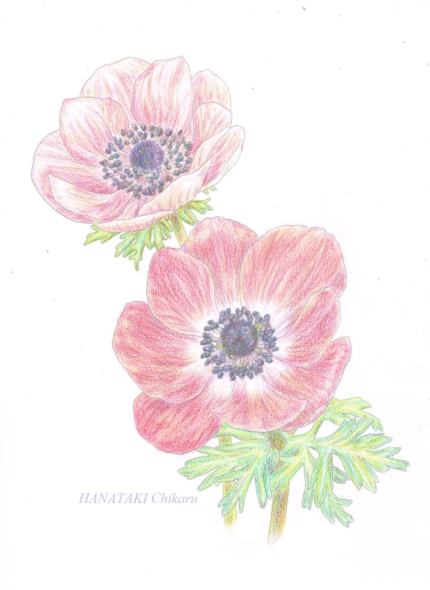 花滝ちかる やさしい大人の塗り絵 より 1作完成しました 見本は水彩画で 色鉛筆の塗り方の指導が一切ない塗り絵は初であります どうやったら思い通りの色が出せるか 試行錯誤しまくったので 花びら1枚に8 9色は使ってます D