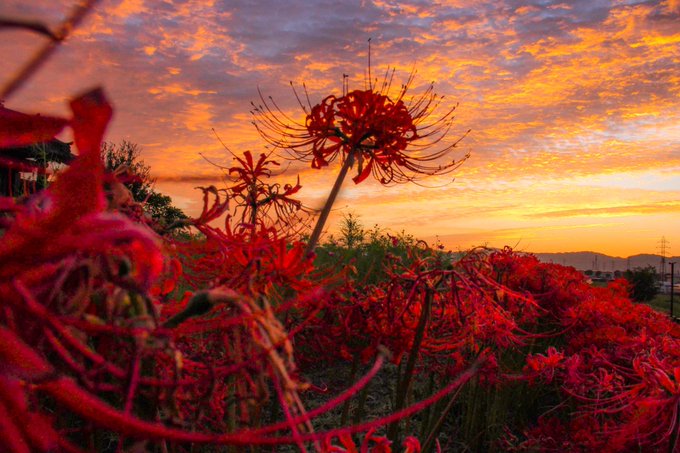 彼岸花のtwitterイラスト検索結果 古い順