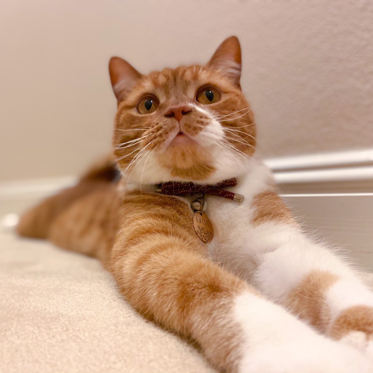 Katsu Cat tweet media