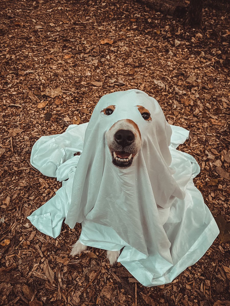 lifeofbeccag's tweet image. Hey @dog_rates I know you normally just rate dogs but what about a ghost dog? 🖤👻