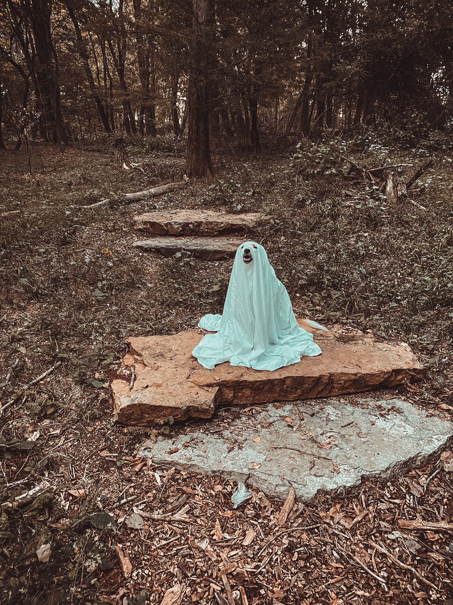 lifeofbeccag's tweet image. Hey @dog_rates I know you normally just rate dogs but what about a ghost dog? 🖤👻