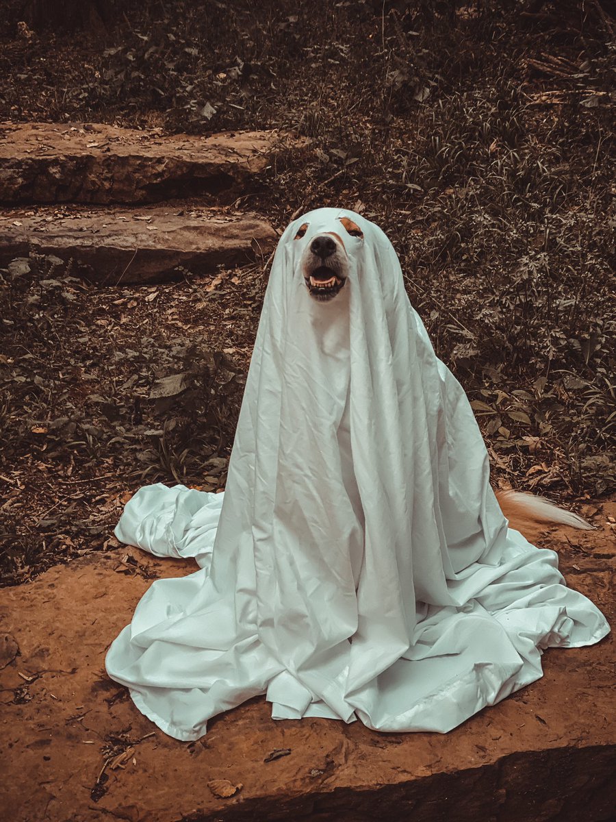 lifeofbeccag's tweet image. Hey @dog_rates I know you normally just rate dogs but what about a ghost dog? 🖤👻