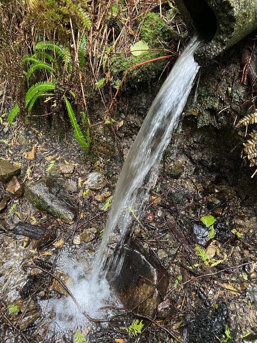 Local plants and animals, living and non-living all beautiful and engaging #lionsbayschool
