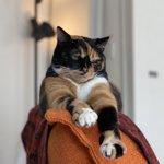 猫は10歳過ぎると人間語を理解するらしいが…。7歳からモノを使って要求を表す猫もいる？