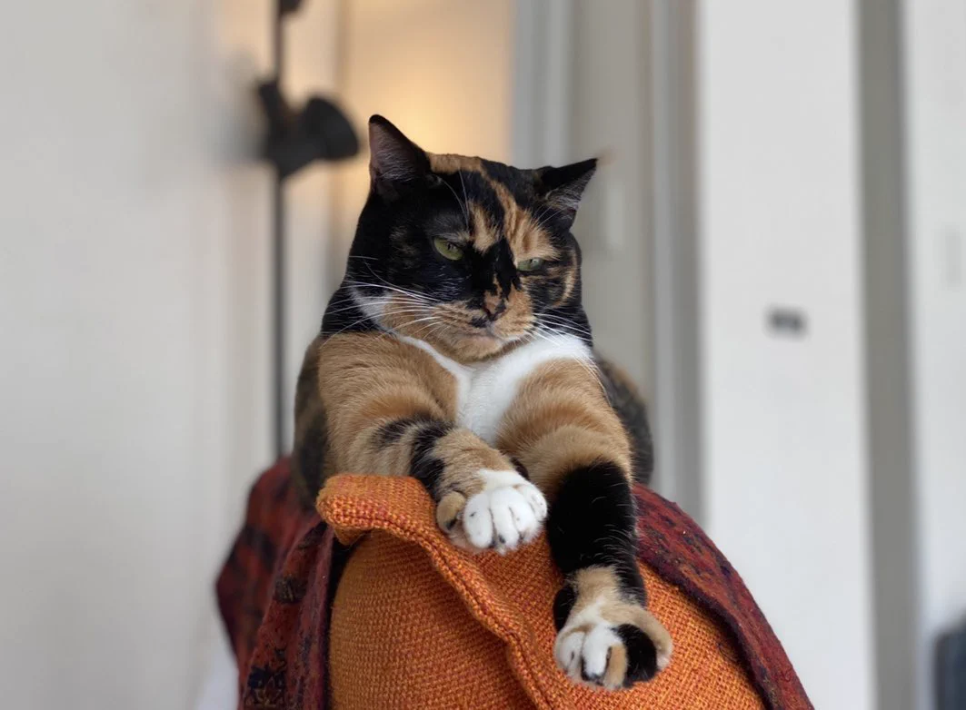 猫は10歳過ぎると人間語を理解するらしいが…。7歳からモノを使って要求を表す猫もいる？