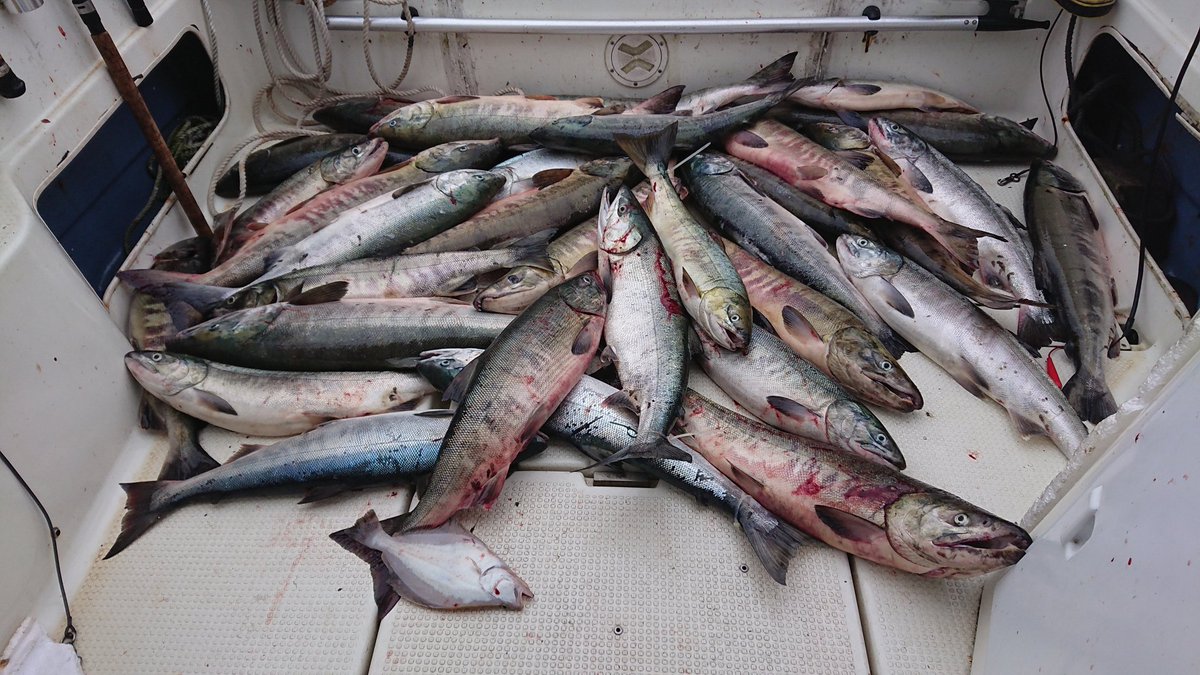 鯱船長 中々渋かったけどアキアジ釣れました ありがとう網走沖 網走沖 アキアジ釣り アキアジ 鮭釣り 船釣り 鯱船長 中々渋かったけどアキアジ釣れました ありがとう網走沖 網走沖 アキアジ釣り アキアジ 鮭釣り 船釣り