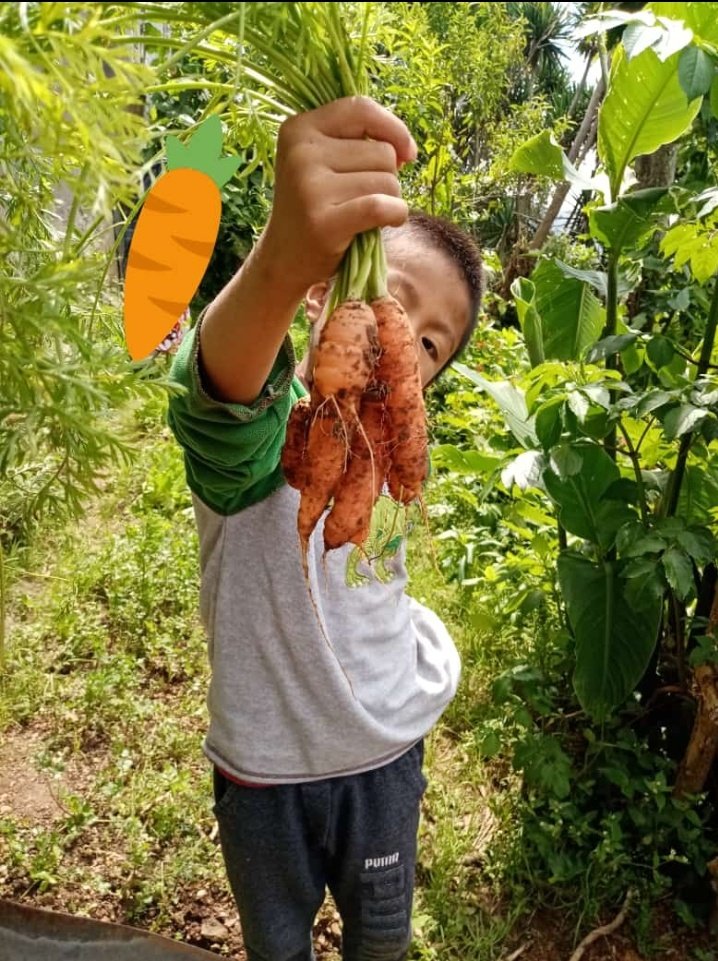 Reyna_Gallard0's tweet image. Nada se compara con la alegría de mi sobrino al cosechar sus zanahorias, ahora con sus apenas 4 añitos el entiende todo el esfuerzo y el trabajo, que implica llevar frutas y verduras a la mesa. 
#SierraMixe #huertofamiliar #tukyom #AyutlaMixe #autosuficienciaalimentaria