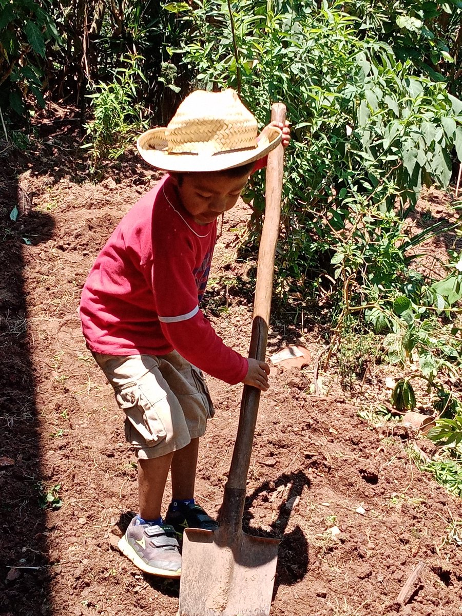 Reyna_Gallard0's tweet image. Nada se compara con la alegría de mi sobrino al cosechar sus zanahorias, ahora con sus apenas 4 añitos el entiende todo el esfuerzo y el trabajo, que implica llevar frutas y verduras a la mesa. 
#SierraMixe #huertofamiliar #tukyom #AyutlaMixe #autosuficienciaalimentaria