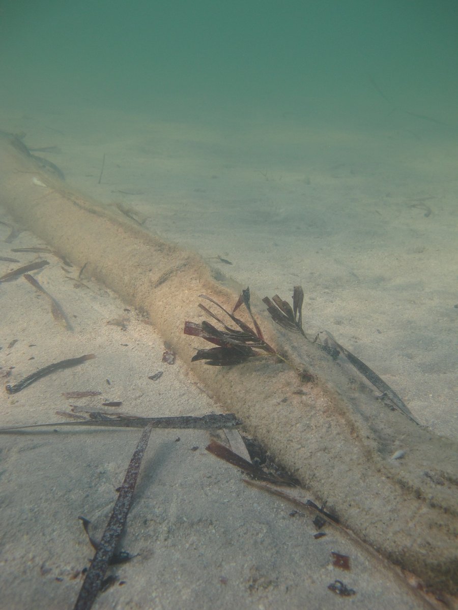 SeagrassLiz's tweet photo. ‘Seagrass Snaggers’ starting to do their job on #Gathaagudu Sea Country (#SharkBay) – assisting natural recruitment of #Amphibolis seedlings #MalganaCountry #seagrassrestoration #twowaylearning https://t.co/IrFSBEDOAi
