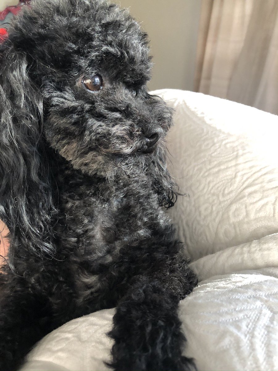 stbroadaway's tweet photo. @layeishaP Just look how cute and sweet🥺 I know I’m partial but still!! https://t.co/eJ4YdzPBuB