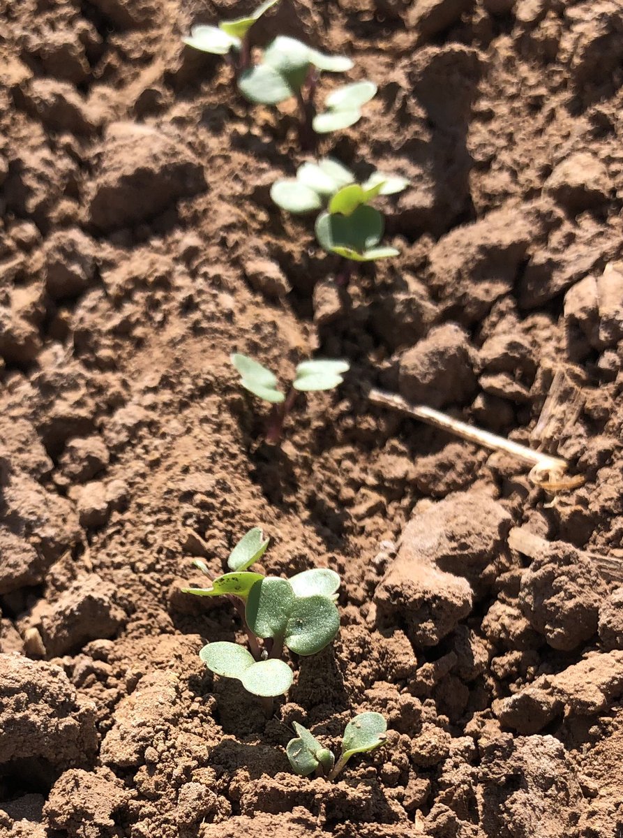 Texas Panhandle canola, lentils, and winter peas planted September 25 #AgriLife <a href="/TXRP_Agronomy/">Emi Kimura</a> <a href="/kheflinTxAg/">Kevin Heflin</a>