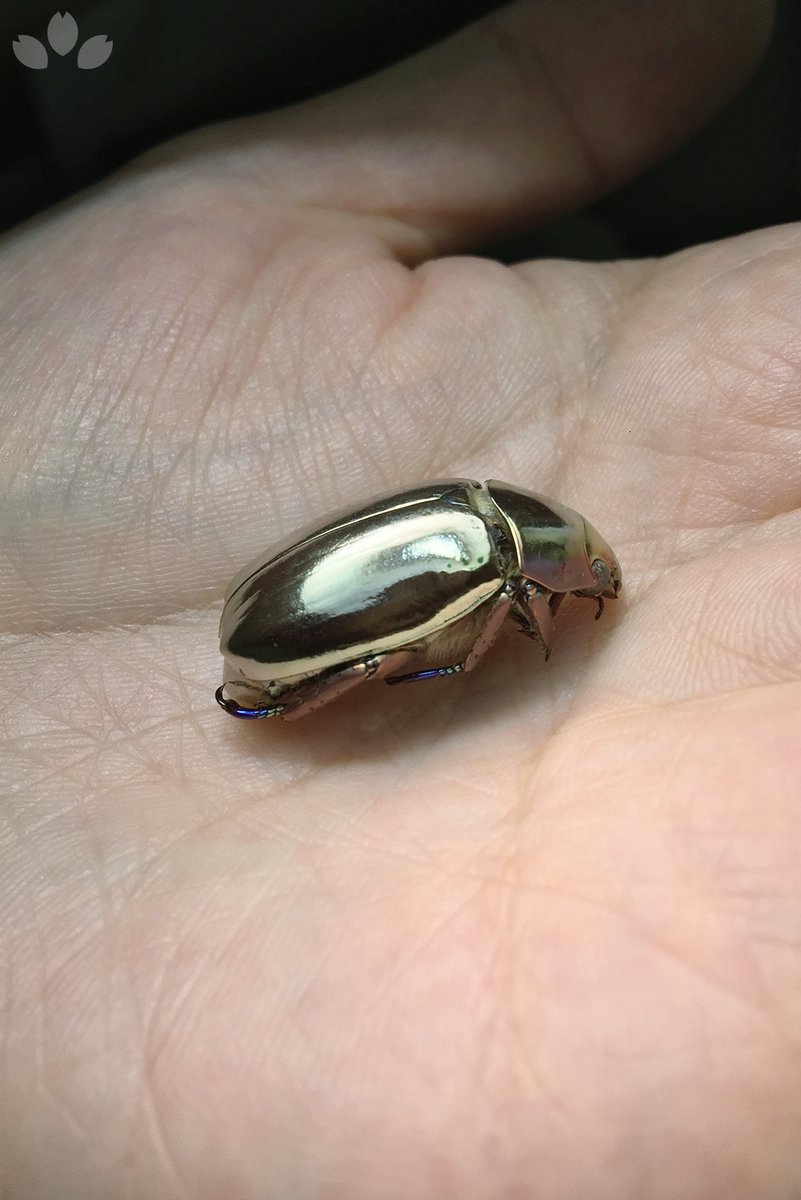 金属の鏡面みたいにピッカピカの虫 プラチナコガネ が美しすぎる 私は自宅でプラチナコガネとよろしくやってる身だぞ Togetter