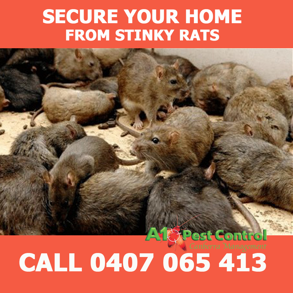 A1Canberra's tweet image. Many deadly diseases spread because of rodents and mice. #RatControl #RatAndMiceTreatment #RatPestControl