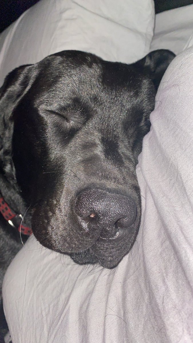 AlyssaLeduc's tweet photo. I honestly love my fur baby so much. Words actually can’t describe how much I love him. Like just look at him 😭😍 https://t.co/Ey33oRhQW1