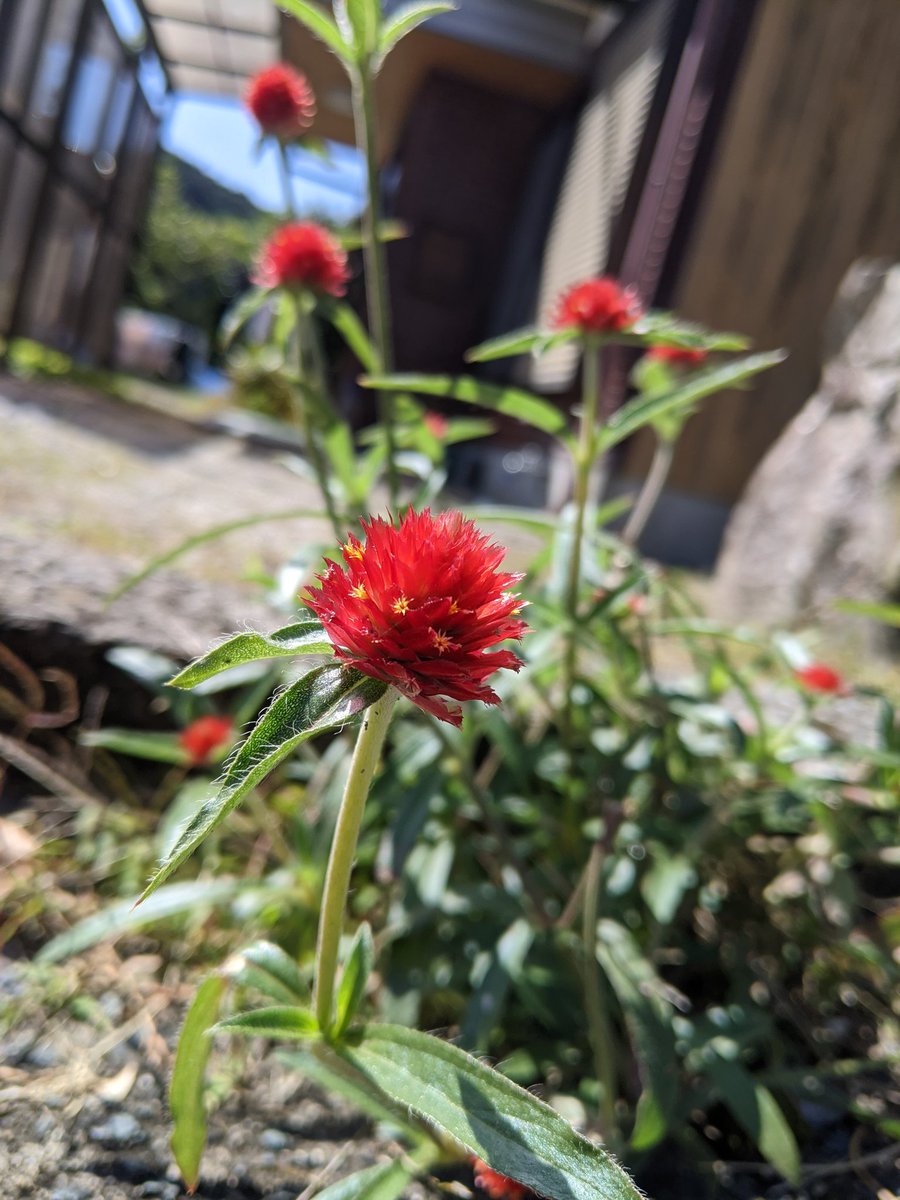ほんまの小窓 この花が1番好き 千日紅 キャンディーポップとも言うらしい かわいくて 元気でる 今年は去年のこぼれ種 アスファルトのわれめから咲いてるよー ほんまの小窓 この花が1番好き 千日紅 キャンディーポップとも言うらしい かわいくて 元気でる 今年は去年のこぼれ種 アスファルトのわれめから咲いてるよー