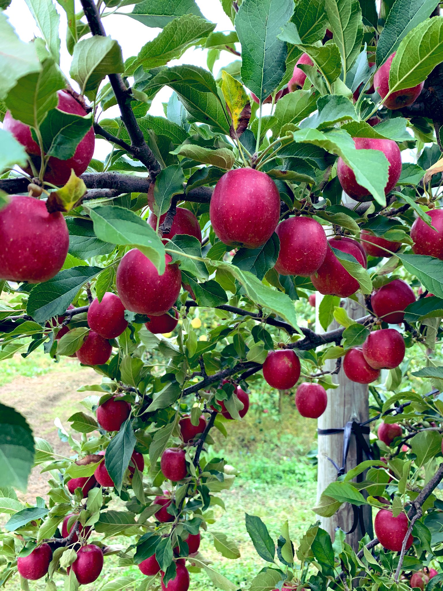 こまち園 りんご飴に使っているアルプル乙女 いい感じになってきました りんご飴作るのが待ち遠しい りんご園開園10月16日からです りんご飴は週末限定販売です りんご飴 林檎 アルプス乙女 りんご狩り こまち園 T Co Hkvrd0qx9a Twitter