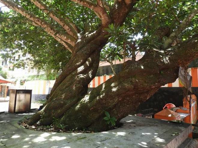 Long Extinct Tree MoEF&CC on Twitter: