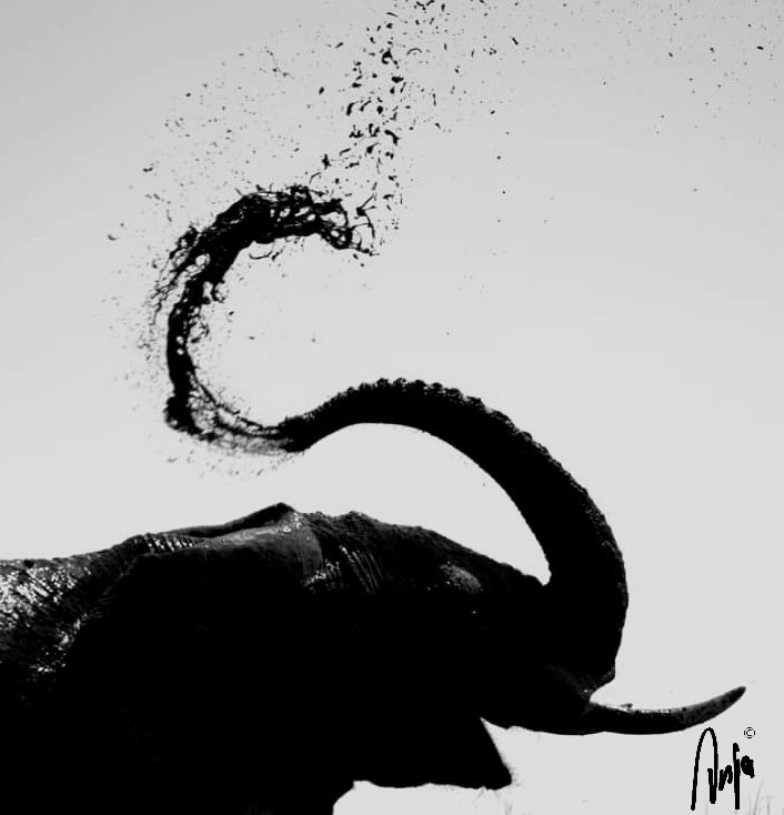 AnjaBSch's tweet photo. #Beautiful #Botswana π§πΌ #Chobe
One can never have enough photographs of elephants. This photo is one of the rare ones I have been working on.
#tuesdayvibes #elephant #wildearth #NaturePhotography #MagicalBotswana #ThisIsBotswana #ILoveBotswana https://t.co/Oqpc7eFeBC