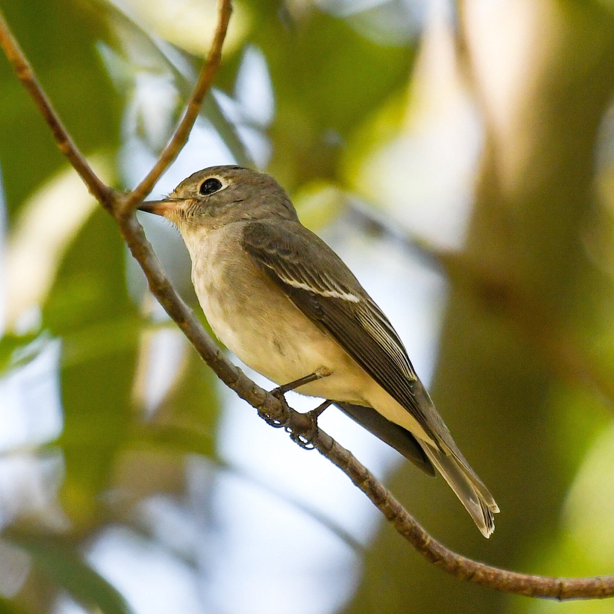 とっても久しぶりのコサメビタキちゃん

#brownflycatcher
#コサメビタキ
#nikon