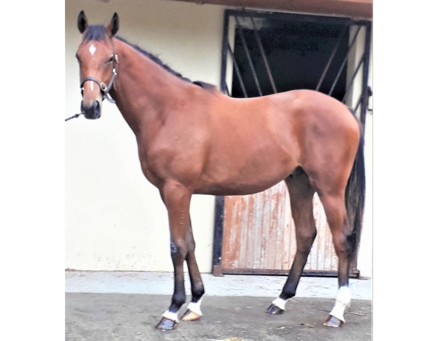RaceHorseTrader's tweet photo. Lot 30: 2019 Colt by Buratino ex Tales of Erin
Strong and athletic colt by Buratino out of winner-producing Moss Vale mare with two black-type siblings!
Asking bid of £2,700 or BUY NOW for £4,000!
Auction closes Tues 6th October!
#getyourbidsin
https://t.co/eJGZ32feBt https://t.co/SsiPmLX4Tc