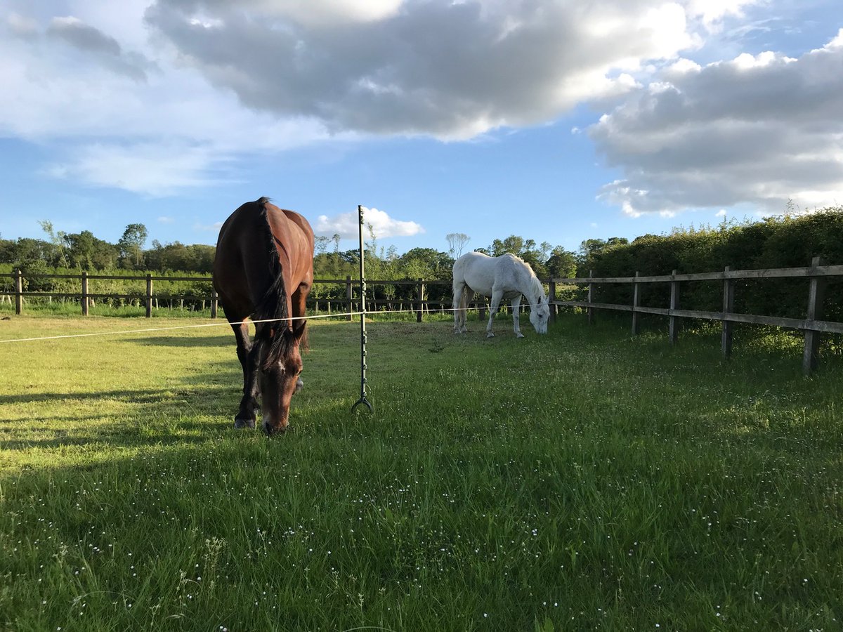 Weight loss and gut microbes - an interesting study from <a href="/TeamSPILLERS/">SPILLERS™</a> Worth a read....

vetpol.co.uk/53003-weigh-to…¢-research-suggests-that-the-amount-of-weight-ponies-lose-when-dieting-may-be-linked-to-their-gut-microbes