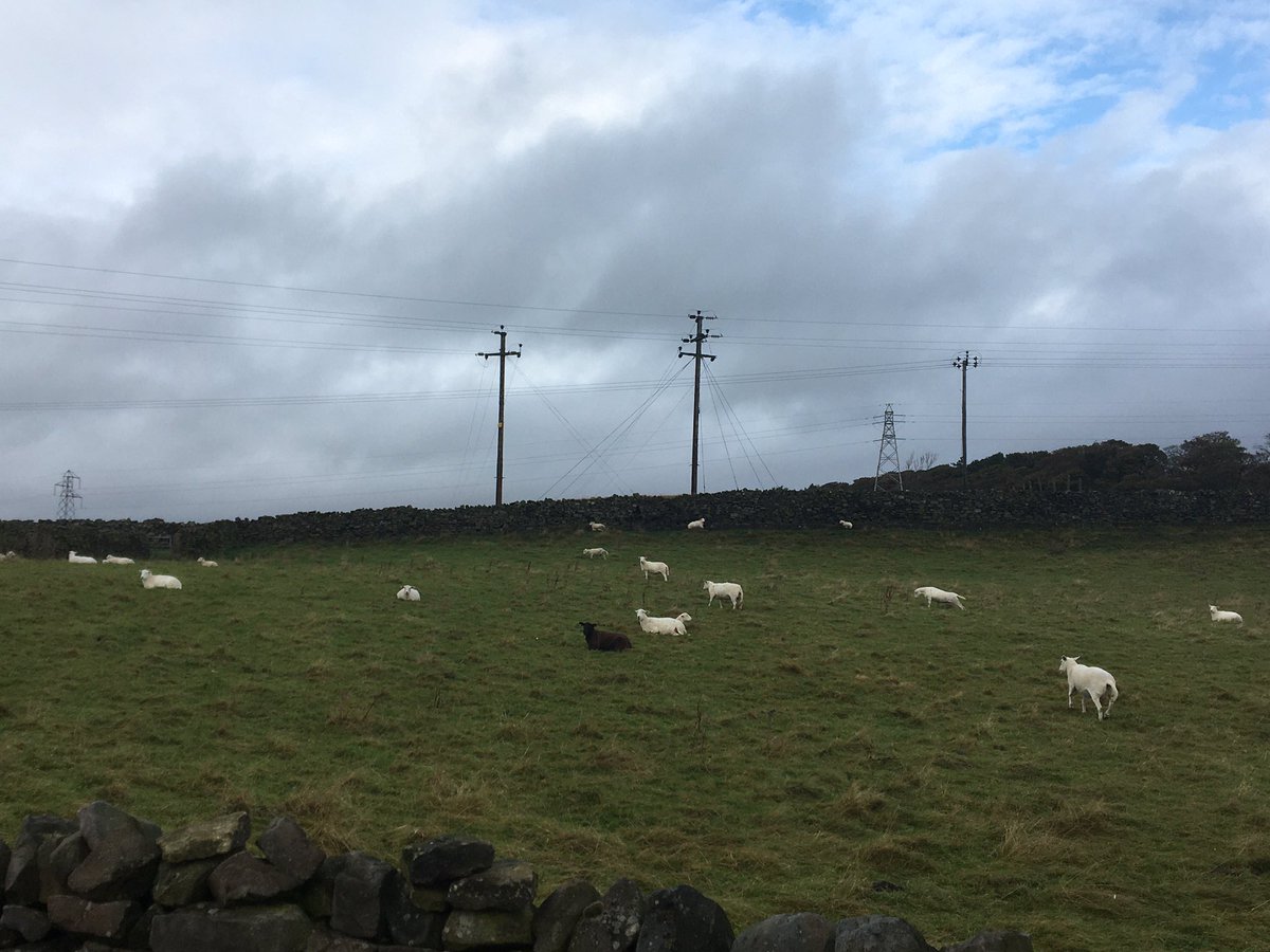 paddidog's tweet photo. Some of the sights on my walk this morning... @MyrtleParkSport @MyrtlePrimary   #WalktoSchoolWeek               #makewalkingahabit https://t.co/FFBQEsH1zg