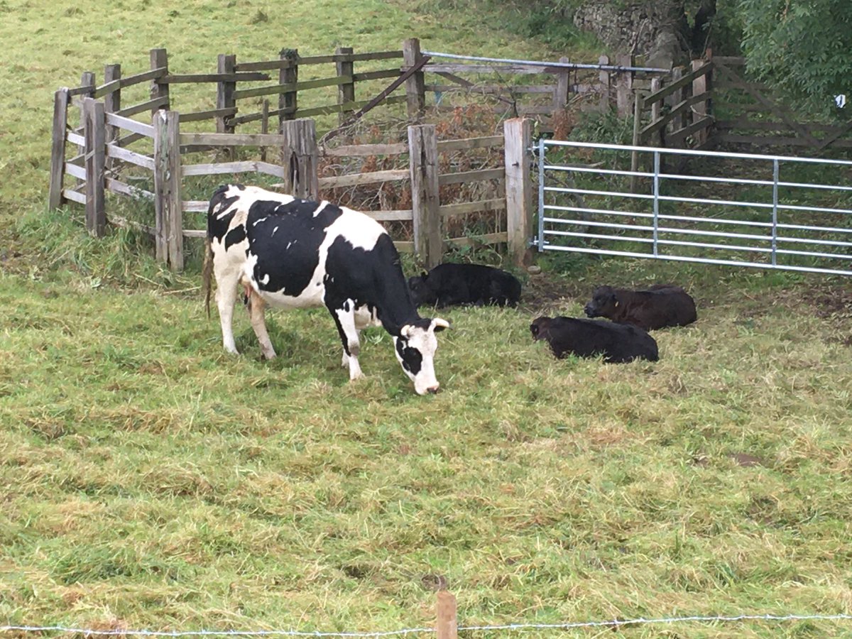 paddidog's tweet photo. Some of the sights on my walk this morning... @MyrtleParkSport @MyrtlePrimary   #WalktoSchoolWeek               #makewalkingahabit https://t.co/FFBQEsH1zg