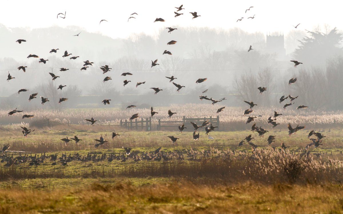 One of the most iconic sights and sounds of the Norfolk Coast in autumn and winter is the tens of thousands of geese that migrate here. In the early morning and evening, skeins of Pink-Footed Geese fill the sky and is a wildlife wow not to be missed. #EveryoneNeedsNature