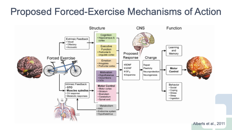 ParkinsonsEU's tweet photo. Read @twitchywoman18 very interesting blog article about Jay Alberts, PhD research into the effects of forced-#exercise and the impact it has on motor function in people with #Parkinsons: https://t.co/LqkzwKfsKg
#motorfunction #forcedexercise #Parkinsonsresearch https://t.co/DXafTqQ71R