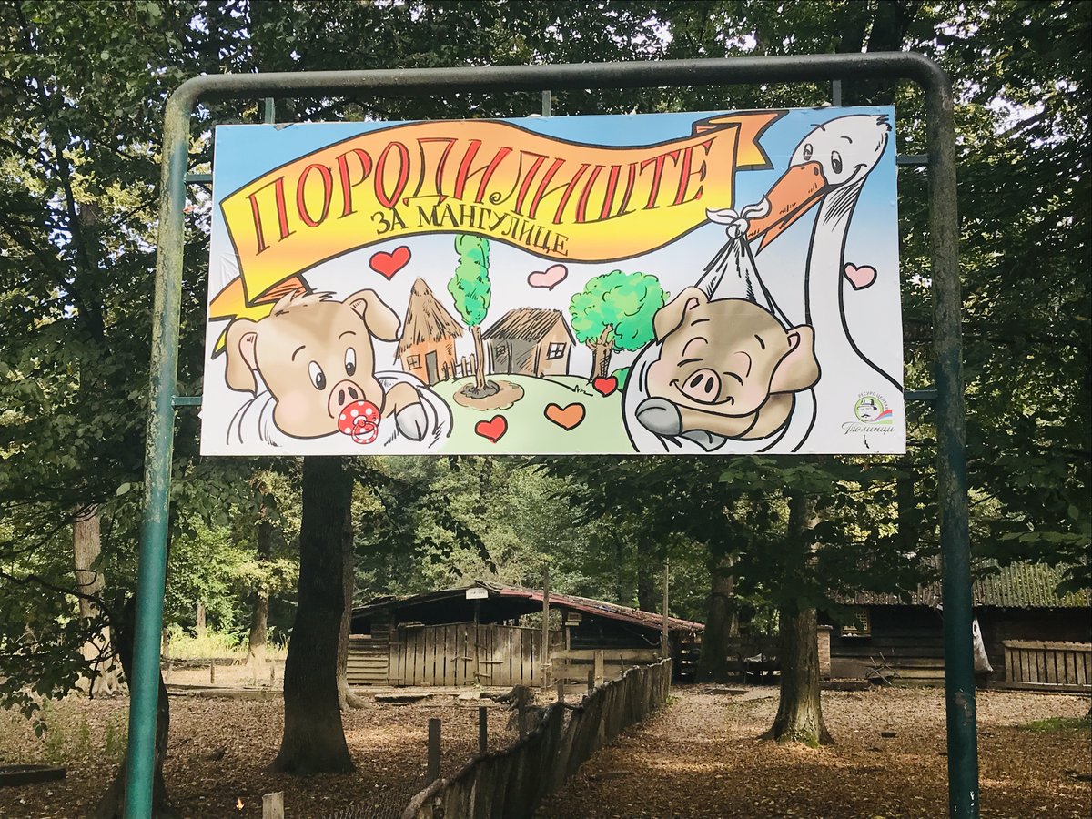 TOBelgrade's tweet photo. #visitbelgrade #gobelgrade #bojcinskasuma #opstinasurcin #greenbelgrade #zelenaoaza #izlet #weekend #rekreacija #danuprirodi #dayinnature #konjickiklub #mangulica
🌳🍂🍄🐷🐎🦎🦅 https://t.co/2MDZ22J7UM