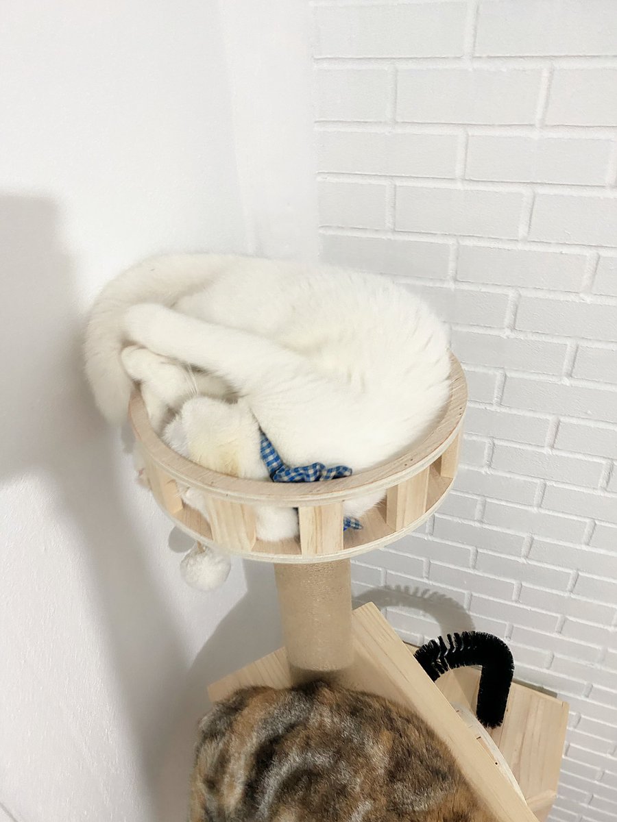 awwwfluffy's tweet photo. หางเข้ามา หางเข้ามาเล็ว น้าแช้กกก เก็บหางยังไงอ้ะ https://t.co/xpWYGCUbE1