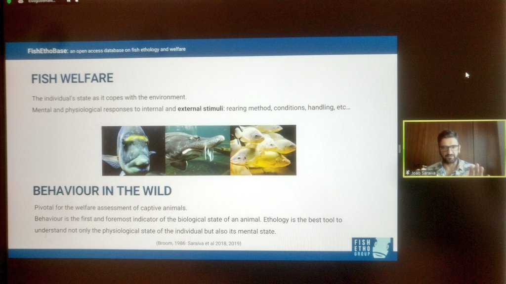 aac_europe's tweet photo. An impressive panel of scientific experts presenting their work and views on which need to be the next steps about #FishWelfare & research: @fish_feliz #FishWell, @PerformFISH_EU @ISPRA_Press, @group_fish, #Scarfish. https://t.co/Yi58I8sca9