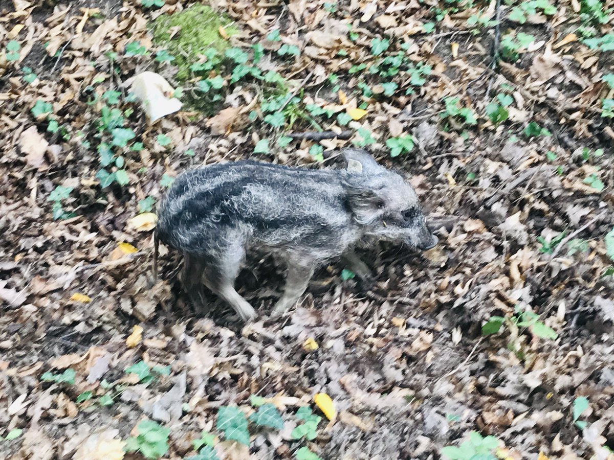 #visitbelgrade #gobelgrade #bojcinskasuma #opstinasurcin #greenbelgrade #zelenaoaza #izlet #weekend #rekreacija #danuprirodi #dayinnature #konjickiklub #mangulica
🌳🍂🍄🐷🐎🦎🦅