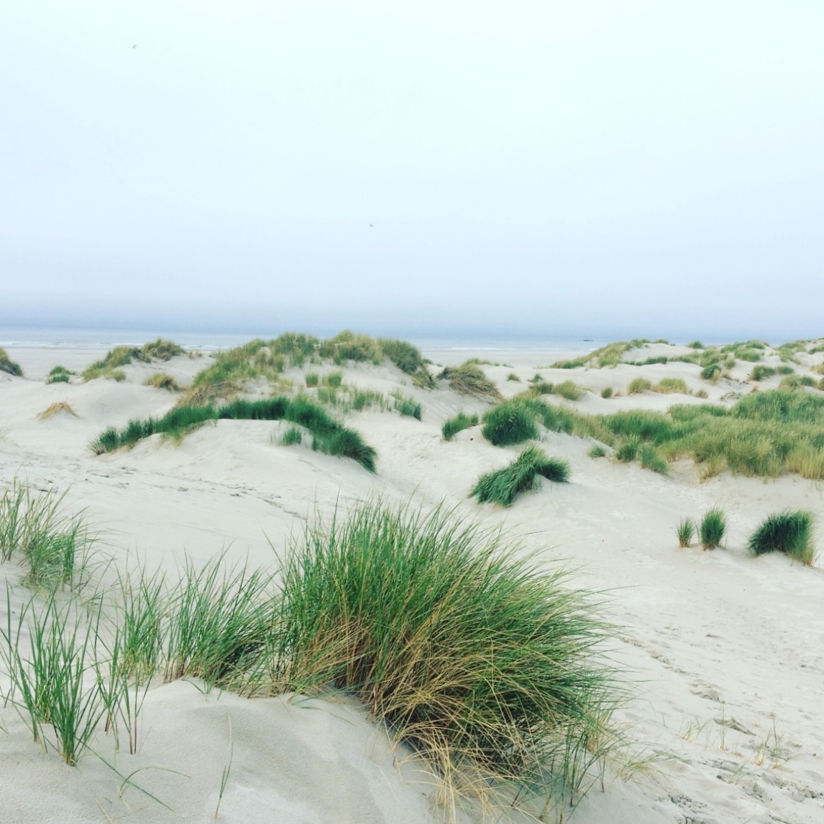 Aangespoeld: verhalen van Eilandmeisje, oktober 2020 - mailchi.mp/49845b8d6cef/a… (her)ontdek meer over jouw geliefde #terschelling!